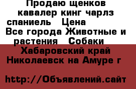 Продаю щенков кавалер кинг чарлз спаниель › Цена ­ 40 000 - Все города Животные и растения » Собаки   . Хабаровский край,Николаевск-на-Амуре г.